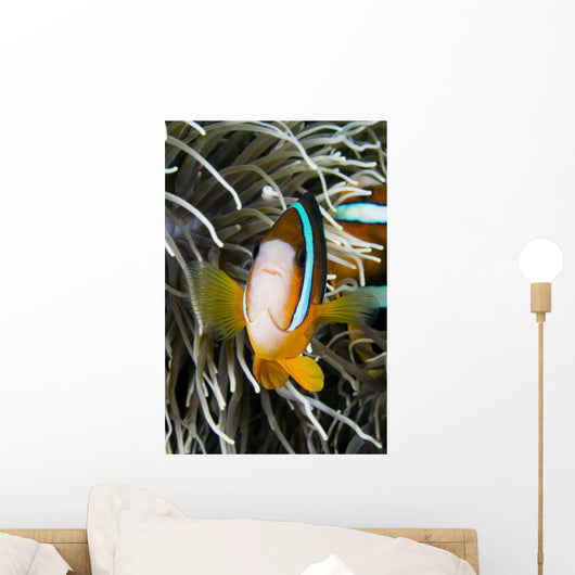 Clark's Anemonefish And Sea Anemone Wall Mural