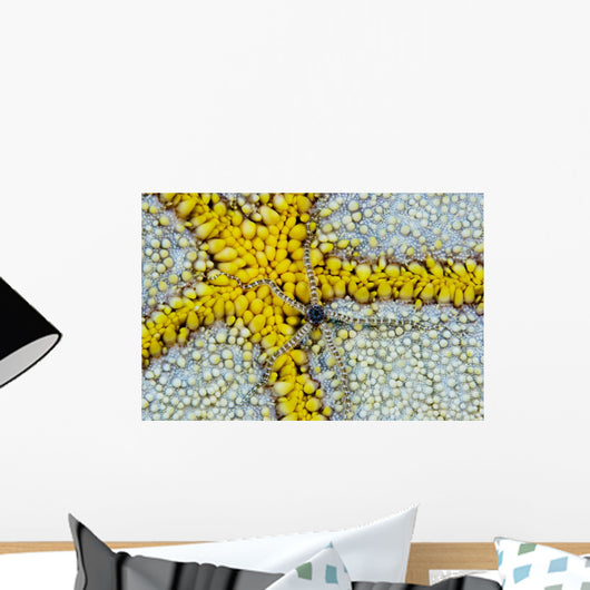USA, Reticulated Brittle Star On Cushion Starfish Wall Mural