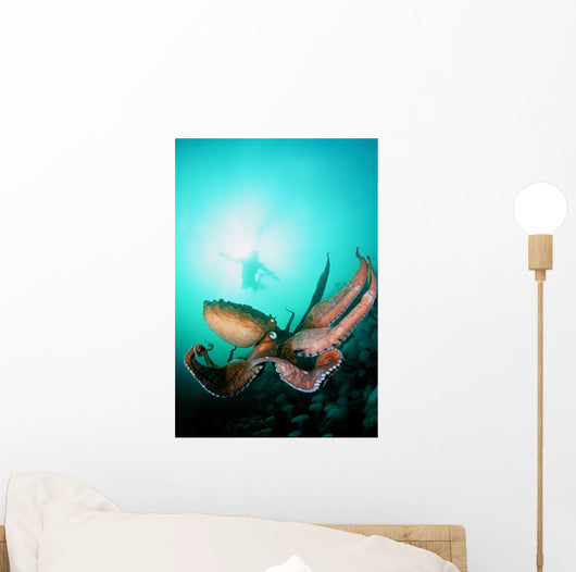 Giant Pacific Octopus With Diver Viewing Down Wall Mural