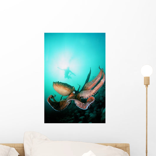 Giant Pacific Octopus With Diver Viewing Down Wall Mural