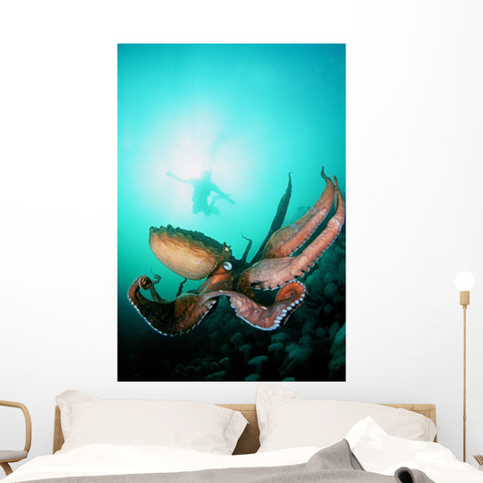 Giant Pacific Octopus With Diver Viewing Down Wall Mural