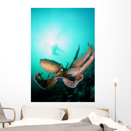 Giant Pacific Octopus With Diver Viewing Down Wall Mural