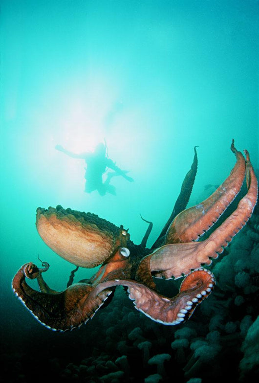Giant Pacific Octopus With Diver Viewing Down Wall Mural