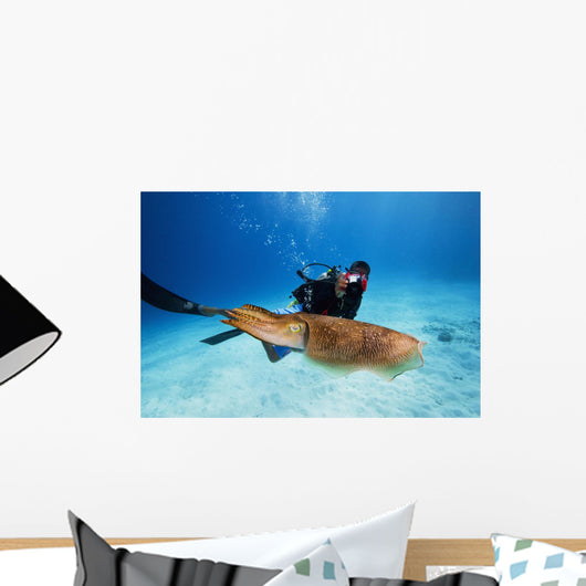 Micronesia, Diver With Camera Swims Near Common Cuttlefish Wall Mural
