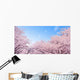 Cherry Blossoms
