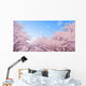 Cherry Blossoms