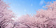 Cherry Blossoms