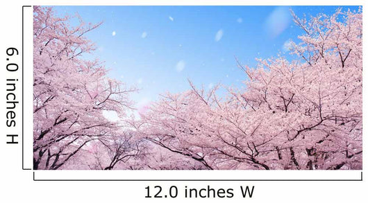 Cherry Blossoms