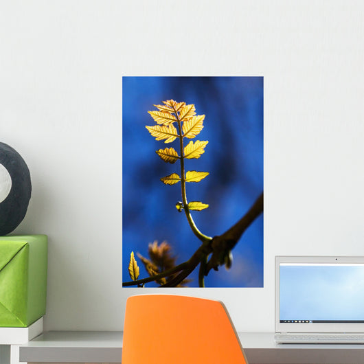 Poplar Tree, Tiny New Yellow Leaves Growing From Branch Wall Mural