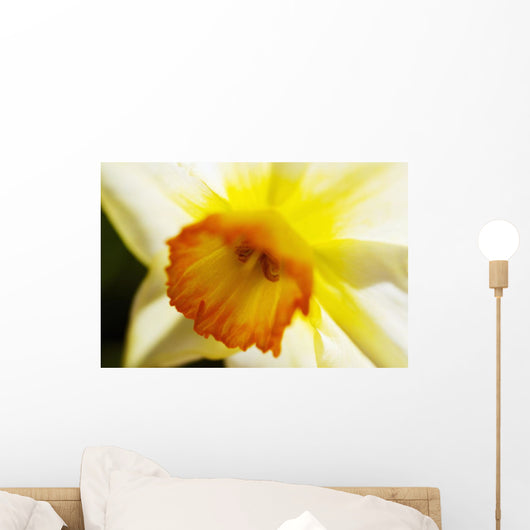 White Daffodil Selective Focus Wall Decal