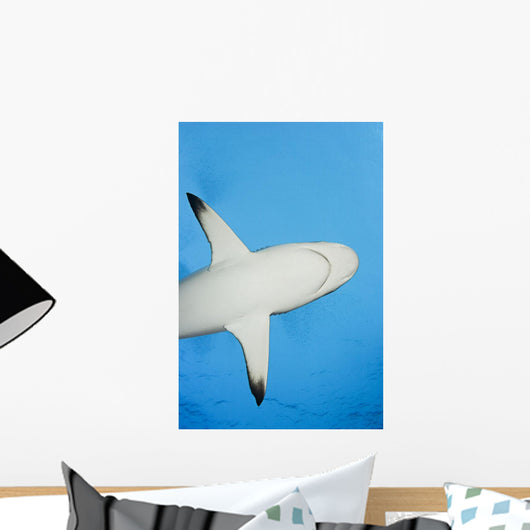 Micronesia Grey Reef Shark Wall Decal