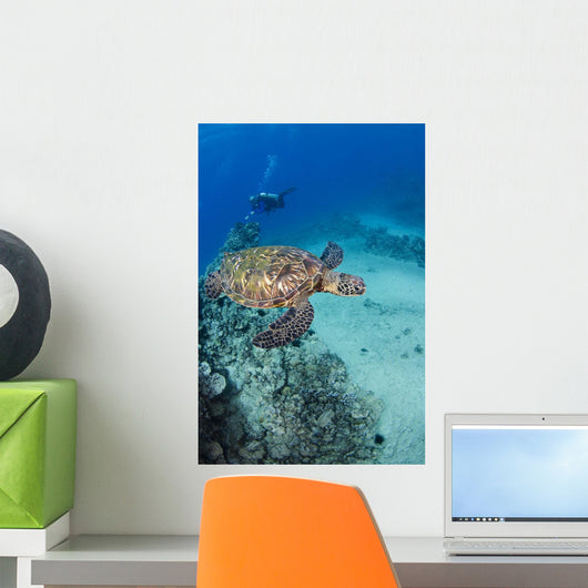 USA Green Sea Turtle Wall Decal