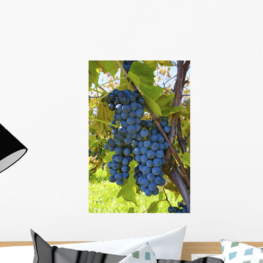 Grapes Vine Wall Decal Design 1