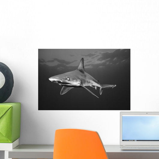 USA Sandbar Shark near Wall Decal