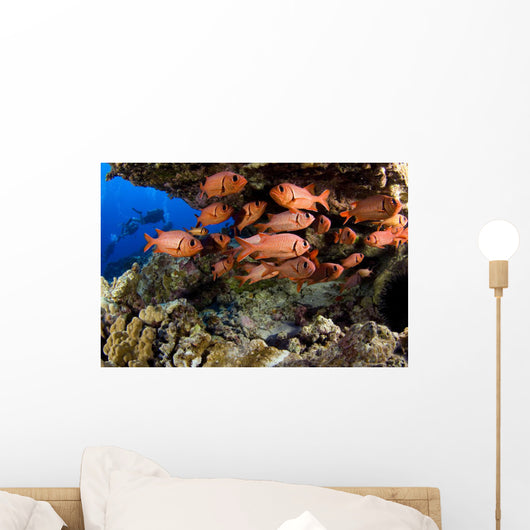 USA Divers and School Wall Decal
