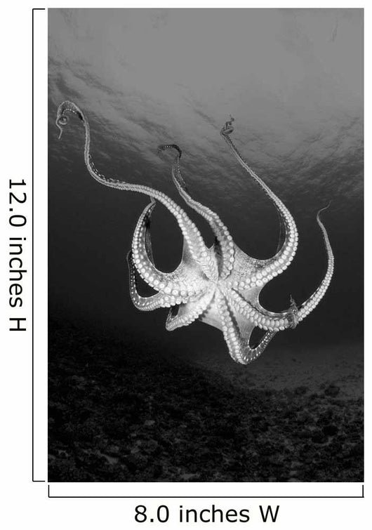 USA Day Octopus Wall Decal Design 2