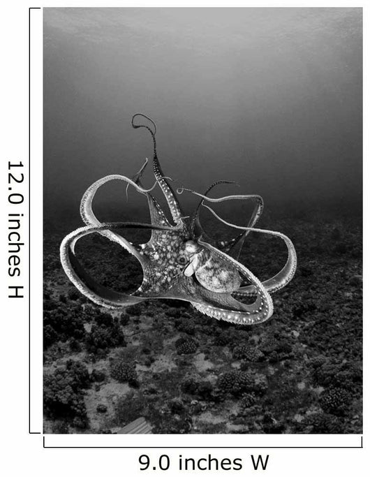 USA Day Octopus Wall Decal Design 1