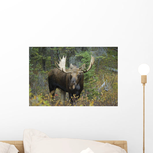 Moose Forest Wall Decal Design 1