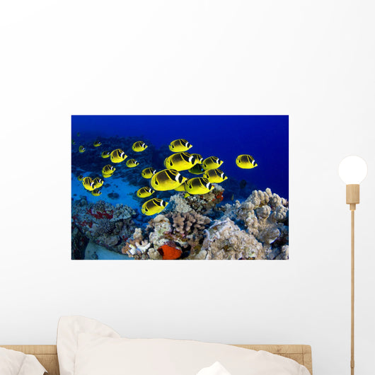 USA, School of Raccoon Butterflyfish Wall Mural