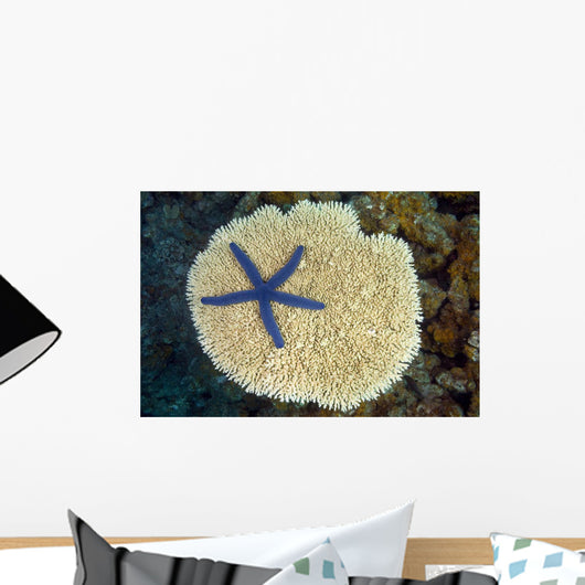 Fiji, Starfish on hard Plate Coral Wall Mural