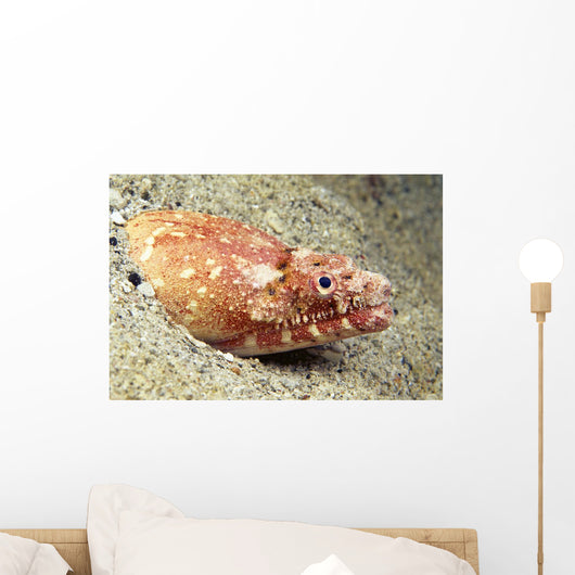 USA, Crocodile Snake Eel or Puhi Wall Mural