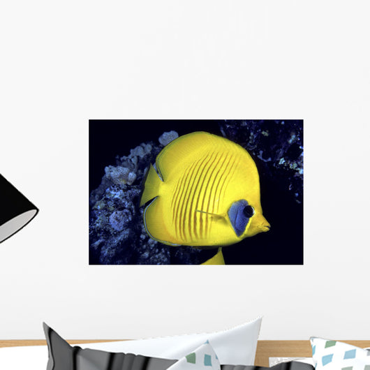 Blue Cheeked Butterflyfish Wall Mural