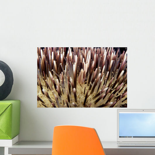 USA, Miner's Urchin Shrimp on Collector Urchin Wall Mural