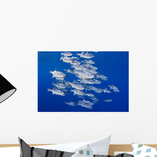 USA, Spotted Oceanic Triggerfish Wall Mural