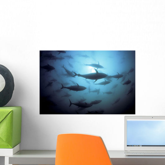 Southern Bluefin Tuna Circle In A Holding Pen Wall Mural