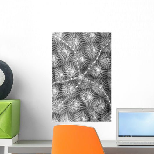 Micronesia, Close-Up Brittle Star On Hard Coral Wall Mural