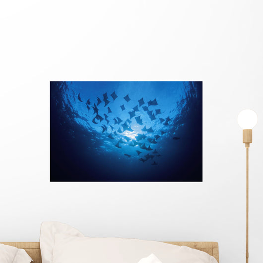 Ecuador, School of Cownose Rays swimming close to water surface Wall Mural