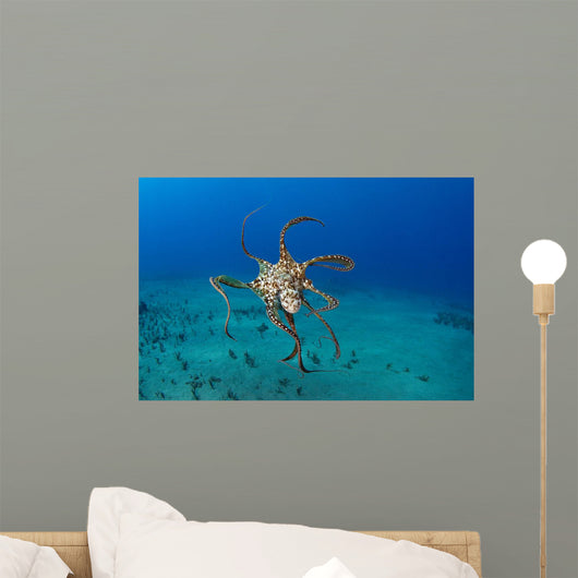 USA, Day Octopus Wall Mural
