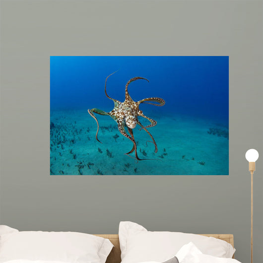 USA, Day Octopus Wall Mural