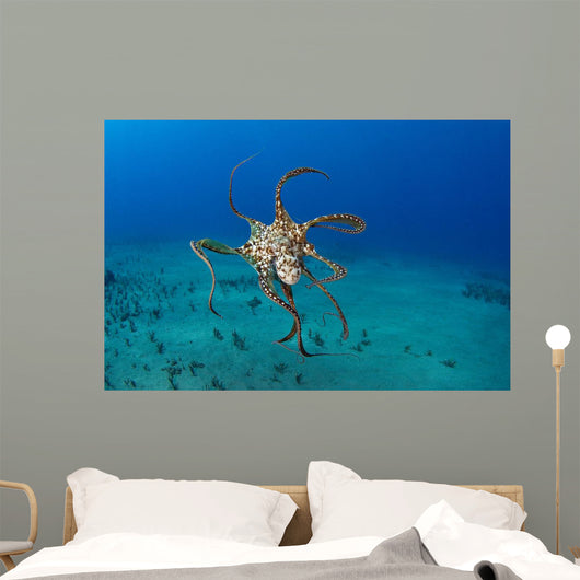 USA, Day Octopus Wall Mural