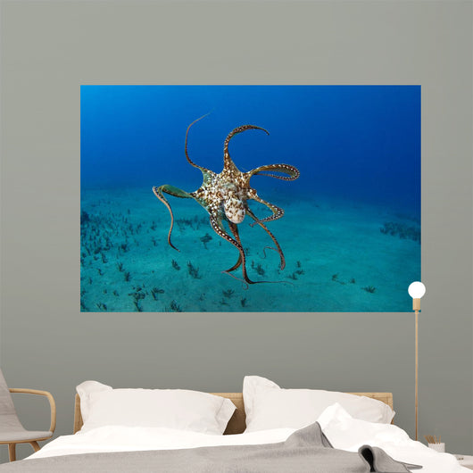 USA, Day Octopus Wall Mural