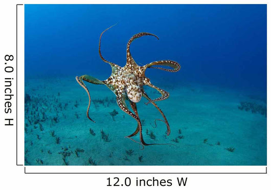 USA, Day Octopus Wall Mural