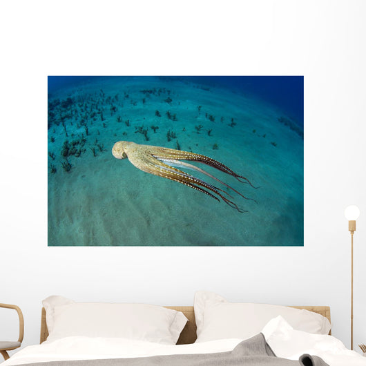 USA, Day Octopus Wall Mural