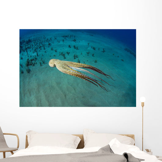 USA, Day Octopus Wall Mural