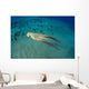 USA, Day Octopus Wall Mural