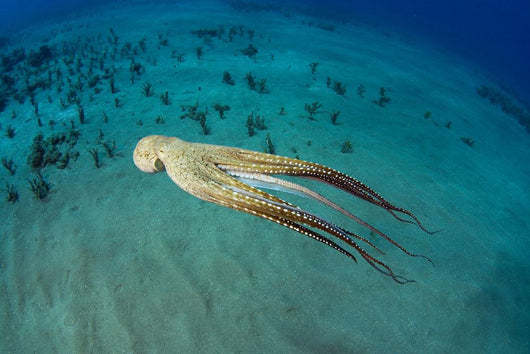 USA, Day Octopus Wall Mural