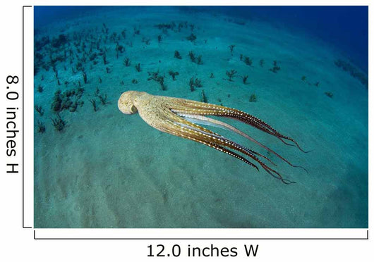 USA, Day Octopus Wall Mural