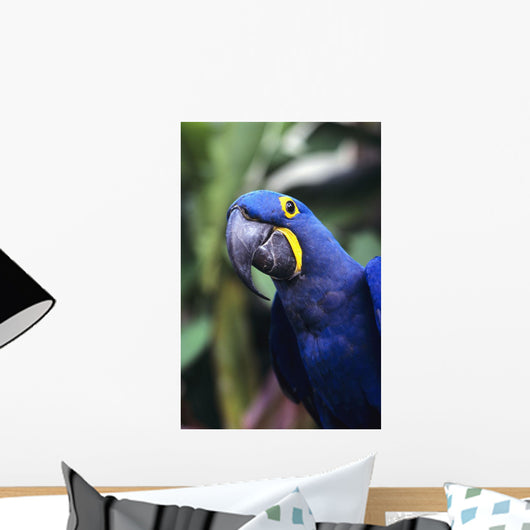 Blue and yellow Hyacinth Macaw bird Wall Mural