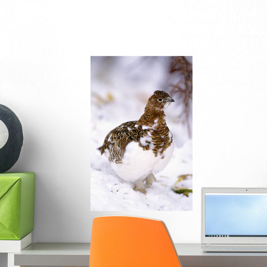 USA, Alaska, Willow Ptarmigan in snow Wall Mural
