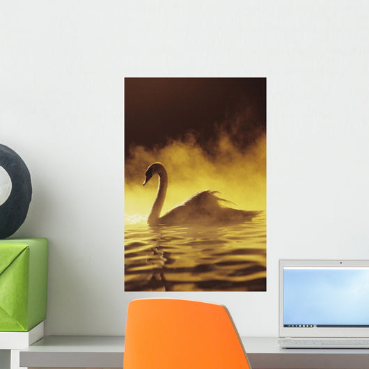 View of Single White African Swan in water Wall Mural