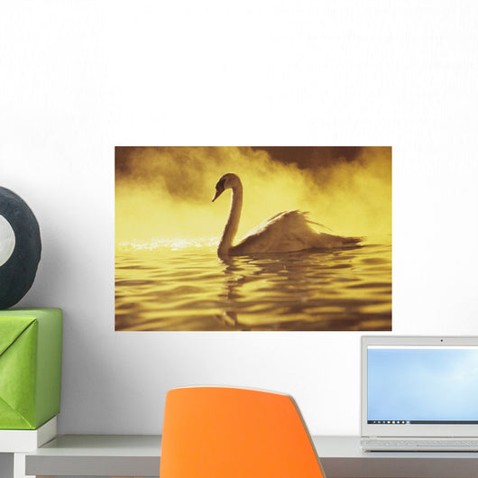View of single white African Swan in water Wall Mural