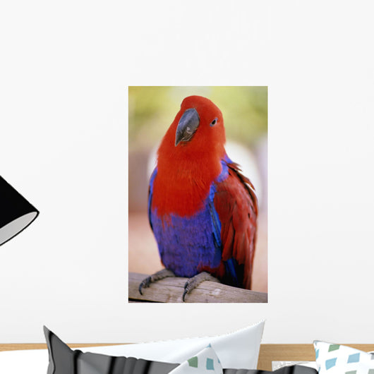 Closeup Of A Colorful Macaw, Red And Blue Feathers Wall Mural