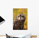 Colorado, View Of A Short Eared Owl Wall Mural