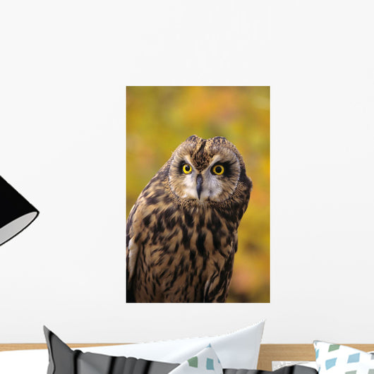 Colorado, View Of A Short Eared Owl Wall Mural