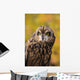 Colorado, View Of A Short Eared Owl Wall Mural