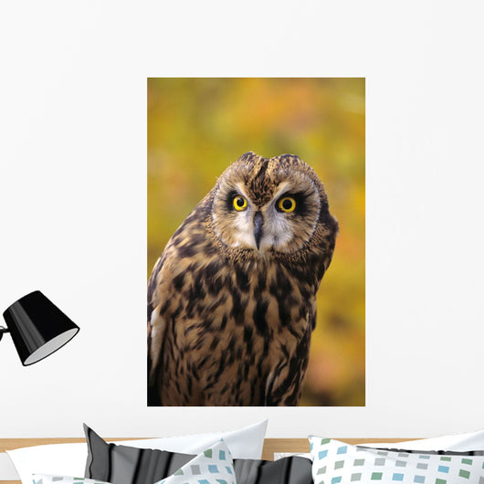 Colorado, View Of A Short Eared Owl Wall Mural